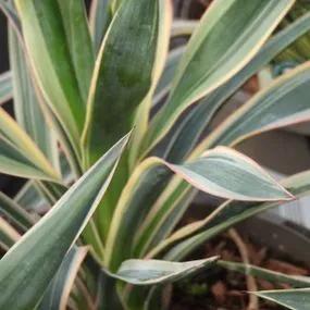 Variegated Yucca Plants (Yucca gloriosa Variegata) 1
